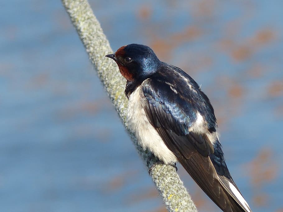 selective focus photo of bird perching on rope, swallow, young HD wallpaper
