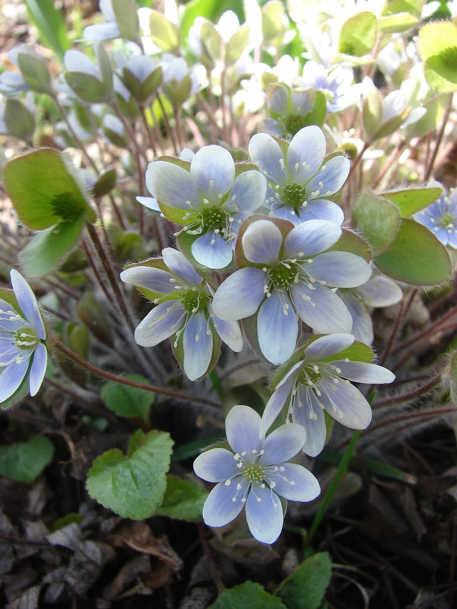 hepatopsidae, liverwort, blue, spring, flower, bloom, hepatica HD wallpaper
