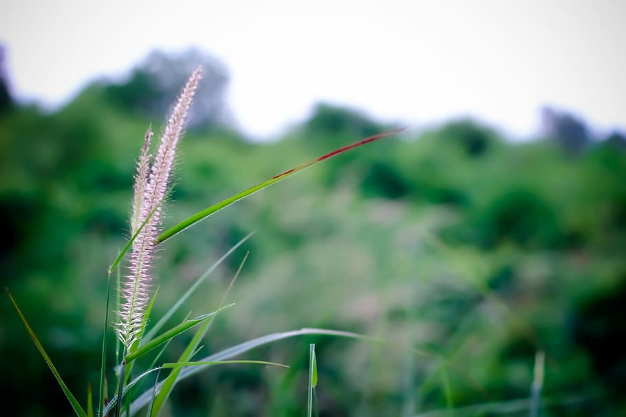 Grass, Nature, Macro, growth, focus on foreground, plant, outdoors HD wallpaper