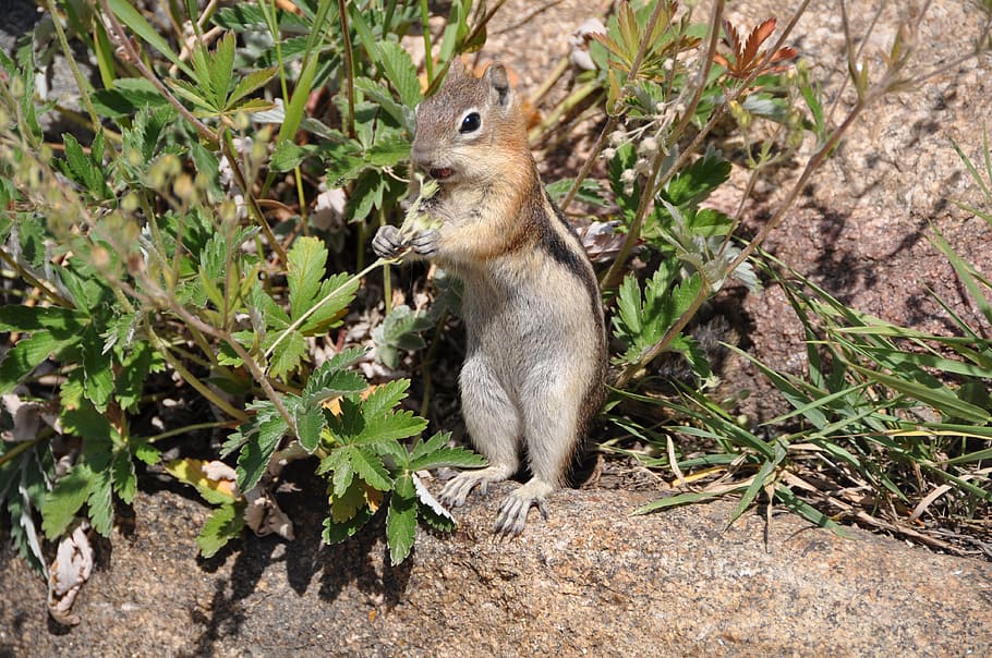 Squirrel, Chipmunk, Nature, Cute, Nager, croissant, wildlife photography HD wallpaper