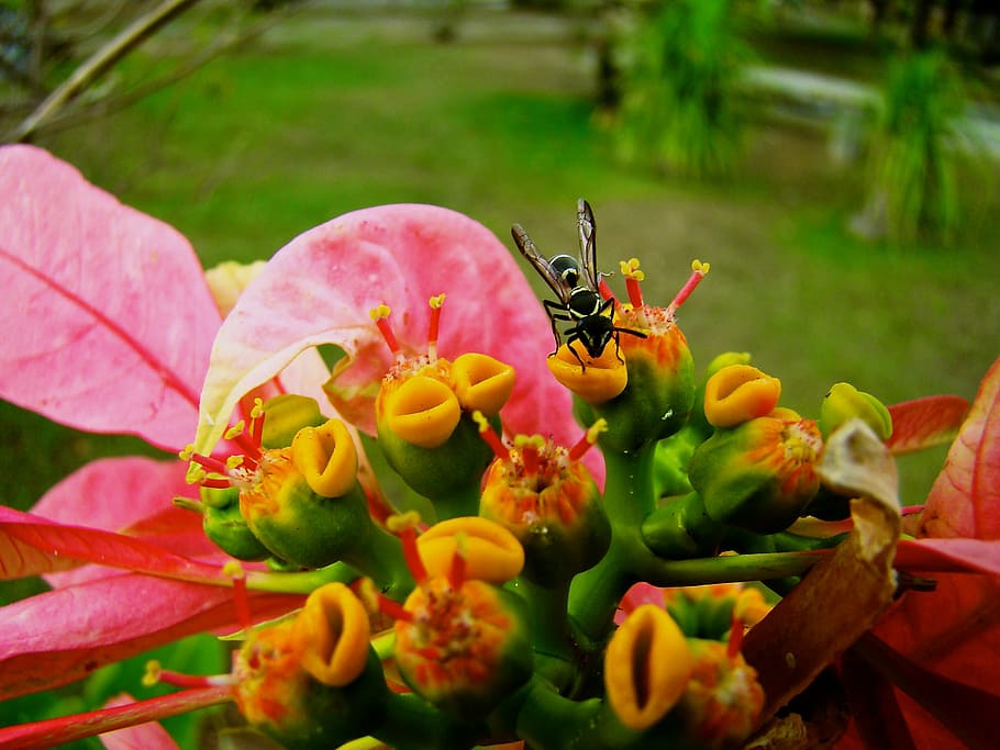 color, red, green, yellow, black, flower, bug, insect, nature HD wallpaper