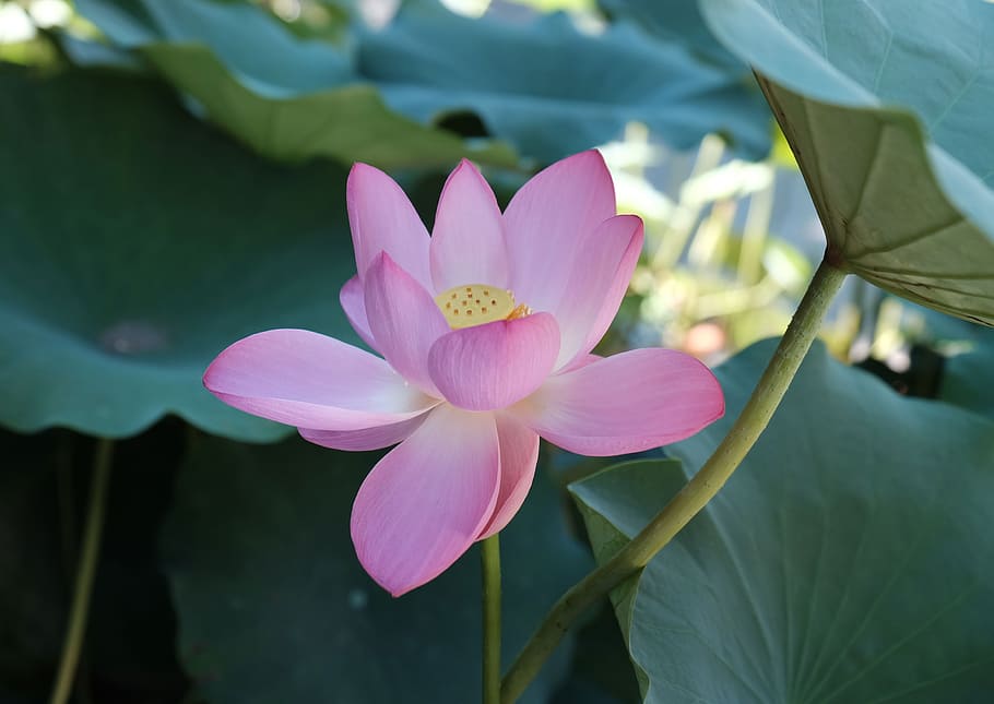 Lotus, Flower, summer, petal, leaf, pink color, fragility, nature HD wallpaper