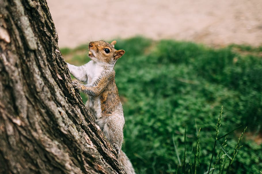 brown and white squirrel climbing on tree, brown and gray squirrel climbing on gray tree at daytime HD wallpaper