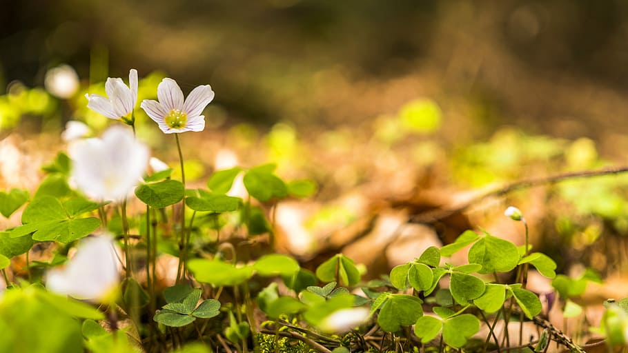 spring, beautiful, farbenpracht, klee, forest, bokeh, back light HD wallpaper