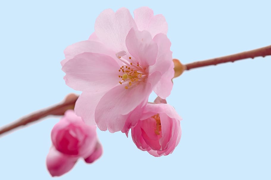 pink cherry blossoms closeup photography, flower, inflorescence HD wallpaper
