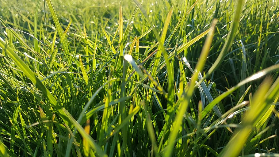 grass, green, nature, meadow, summer, park, garcia, pasture HD wallpaper