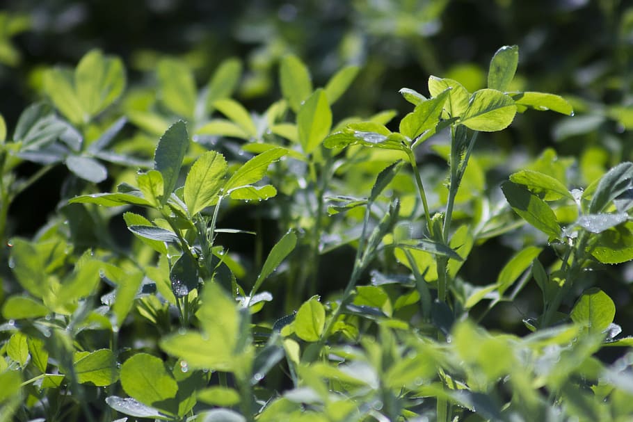 Alfalfa, Forage, Leaf, Crop, Plant, nature, green color, vegetable HD wallpaper