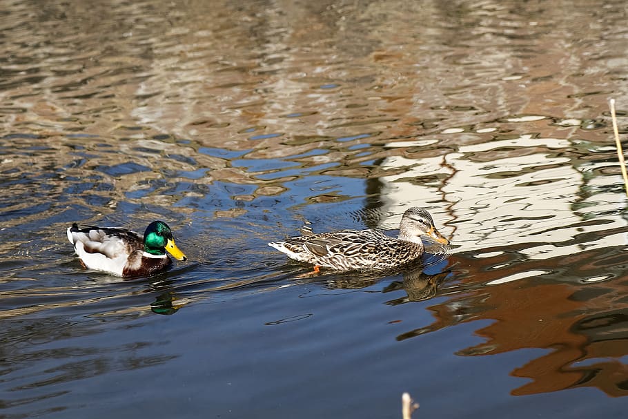 duck, puddle, lake, waters, bird, animal wildlife, animal themes HD wallpaper