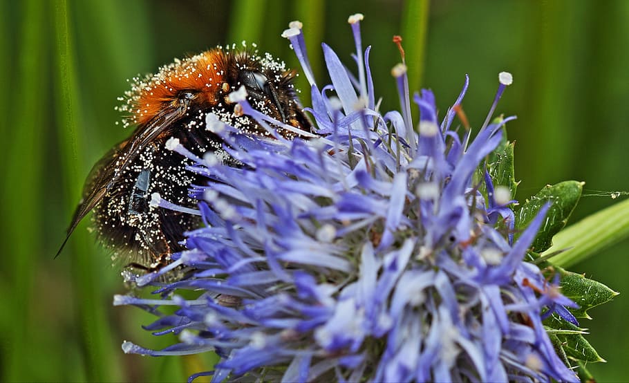 Hummel, Pollen, Nature, Close, pollination, macro, insect, flower HD wallpaper