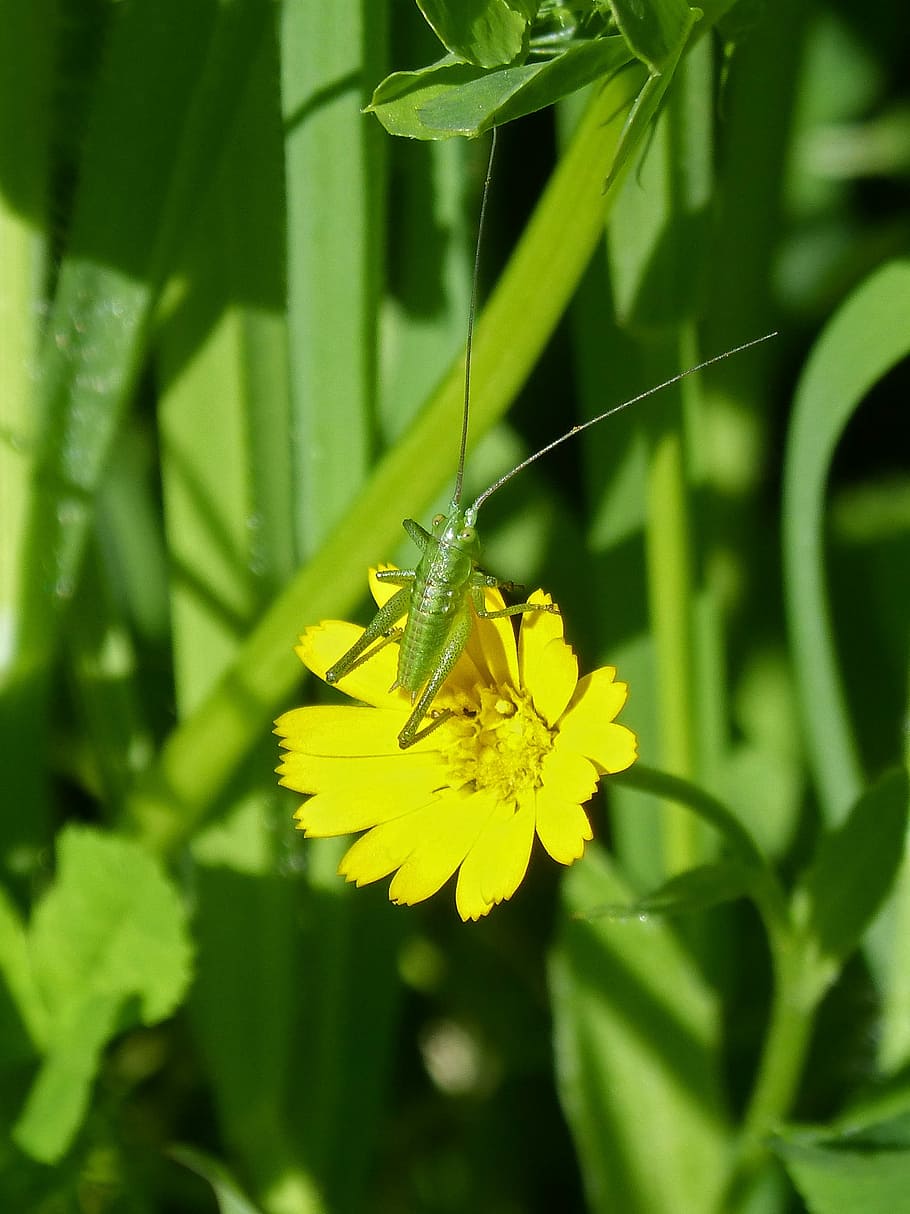 Grasshopper, Green, green grasshopper, tiny, antennas, insect HD wallpaper