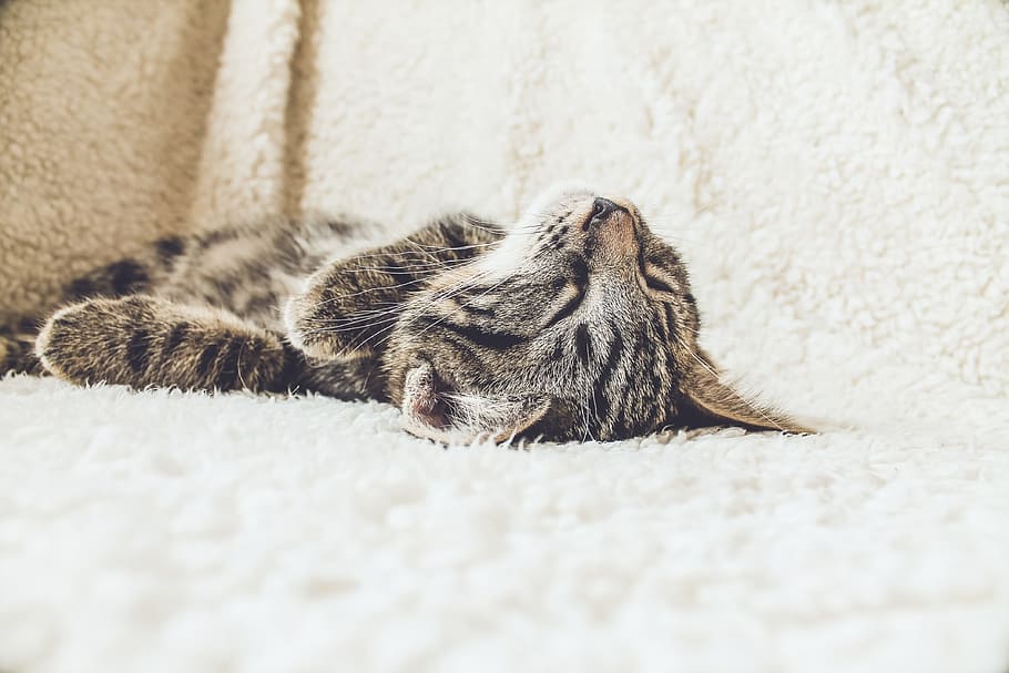 Brown Tabby Kitten Cat Sleeping, animals, domestic Cat, pets, HD wallpaper