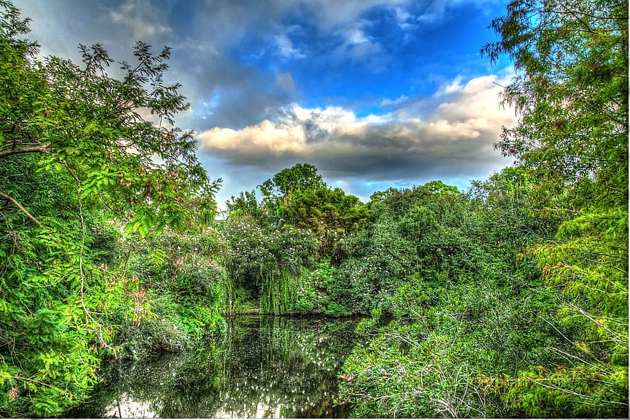 trees, forest, hdr, landscape, nature, spring, plant, growth HD wallpaper