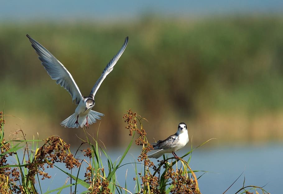 selective focus photography of two birds perching on twigs HD wallpaper