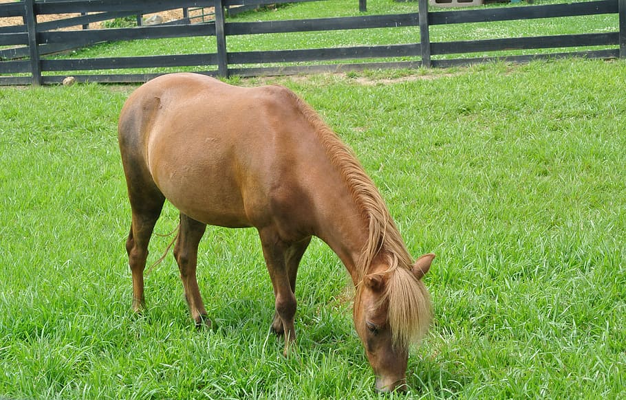 horse, grass, summer, mammal, domestic animals, animal themes HD wallpaper