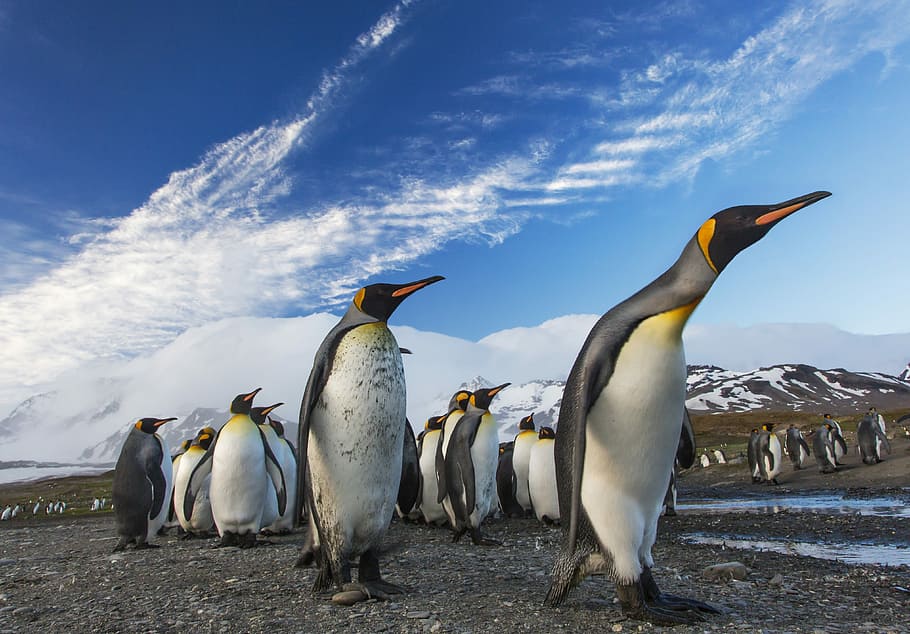 group of penguin, white and gray penguins, emperor penguin, walking HD wallpaper