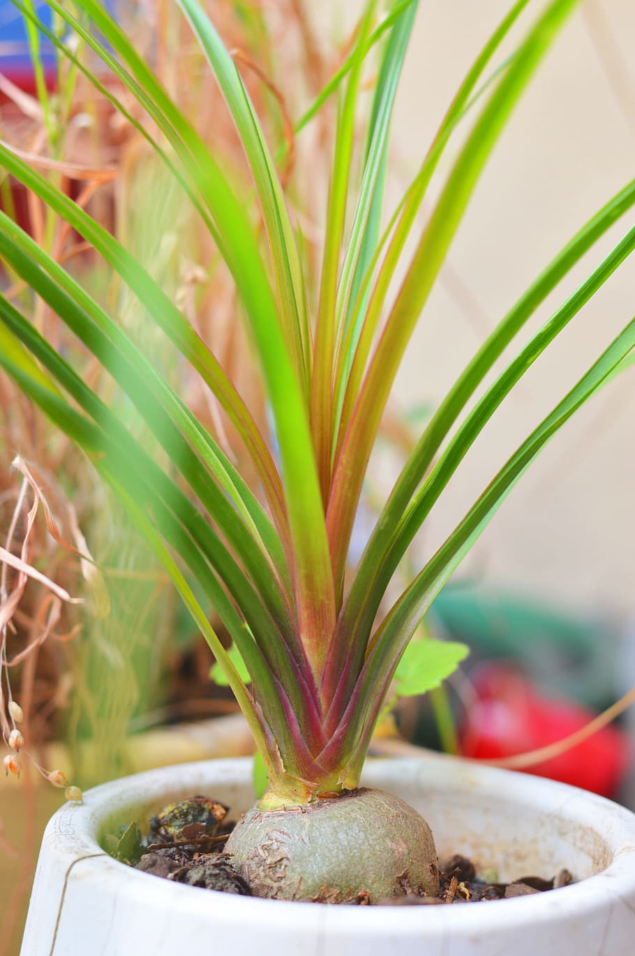 Close-up of Plant, blur, focus, growth, leaves, natural, pot HD wallpaper