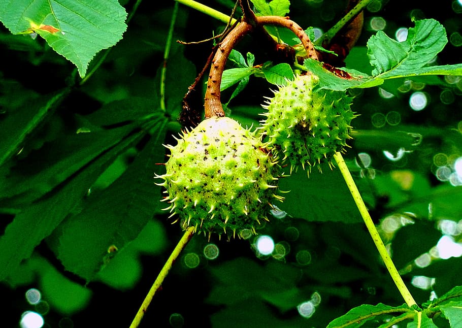 maple, leaf, leaves, colored, autumn, fruits, green, chestnut HD wallpaper
