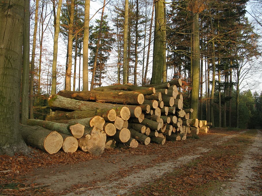 Wood, Beech, Stack, kulatina, sawn timber, forest, forest road