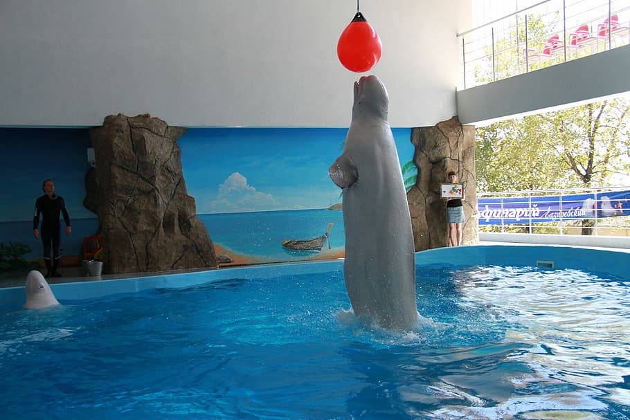 killer whale, dolphinarium, tricks, water, swimming pool, nature HD wallpaper