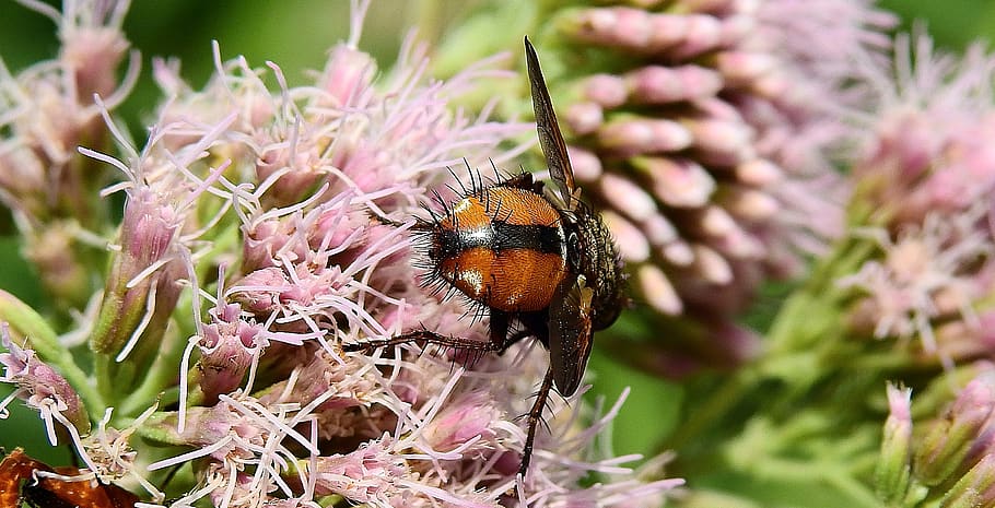 insect, macro, pollination, flower, animal themes, animal wildlife HD wallpaper