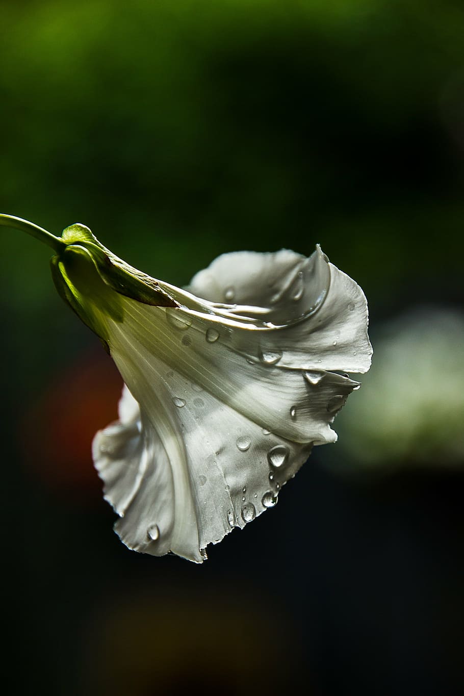 flower, weeds, bindweed, chalice, nature, flowers, close-up HD wallpaper
