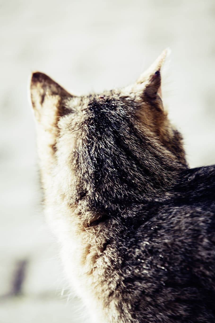 Cat, Ear, View, ears, listen, domestic cat, cat face, pet, head HD wallpaper