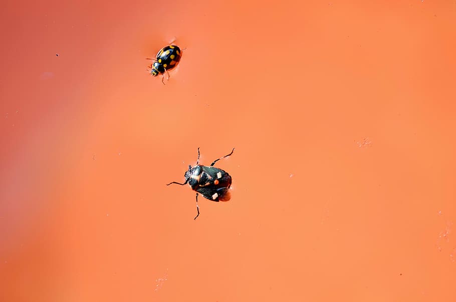 bugs, insect, beetle, nature, animal, fly, macro, summer, wing HD wallpaper