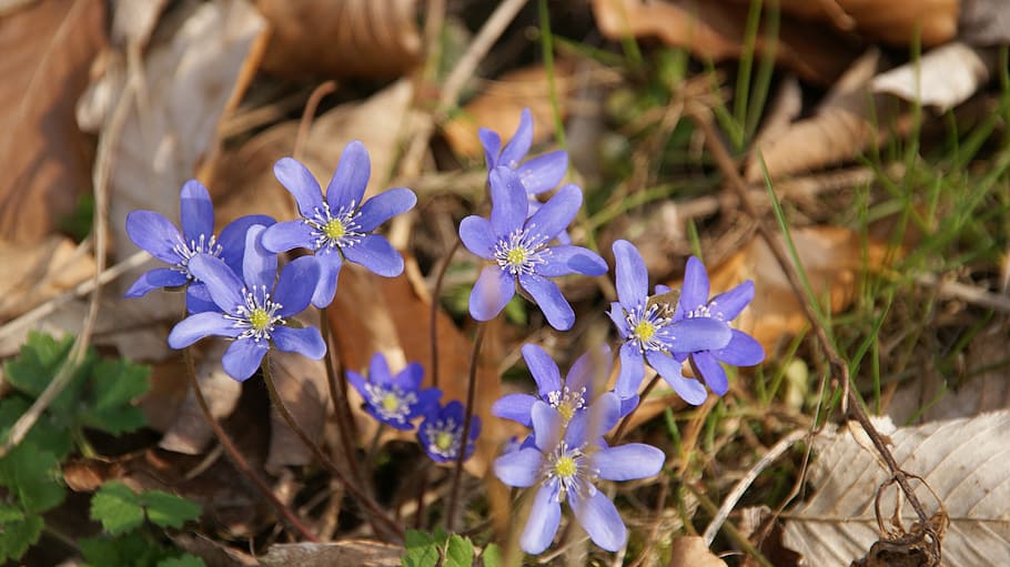 spring, blue, violet, blooms, small flowers, wildflower, blue flower HD wallpaper