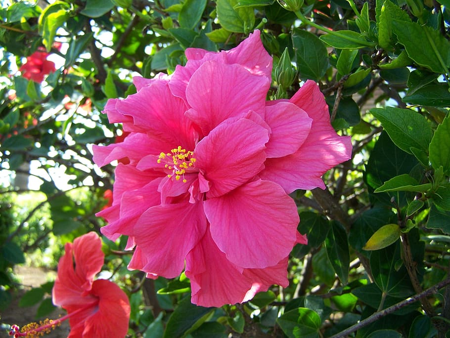 pink petaled flowers, hibiscus, tropical, tropical flowers, nature, HD wallpaper