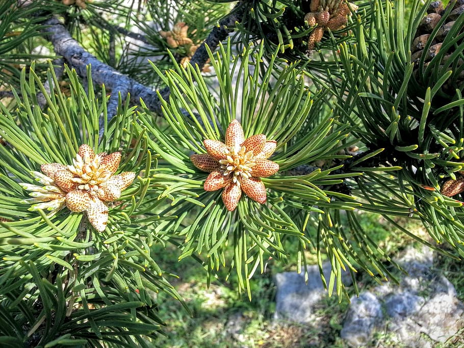 pine, tree, pollen, flower, evergreen, nature, spring, park HD wallpaper