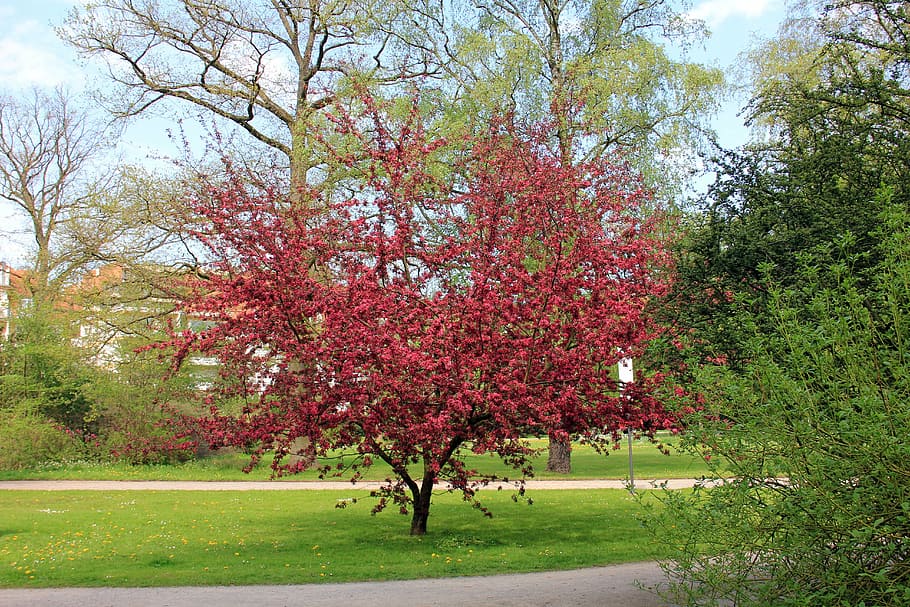 park, tree, blossom, bloom, spring, plant, growth, beauty in nature HD wallpaper