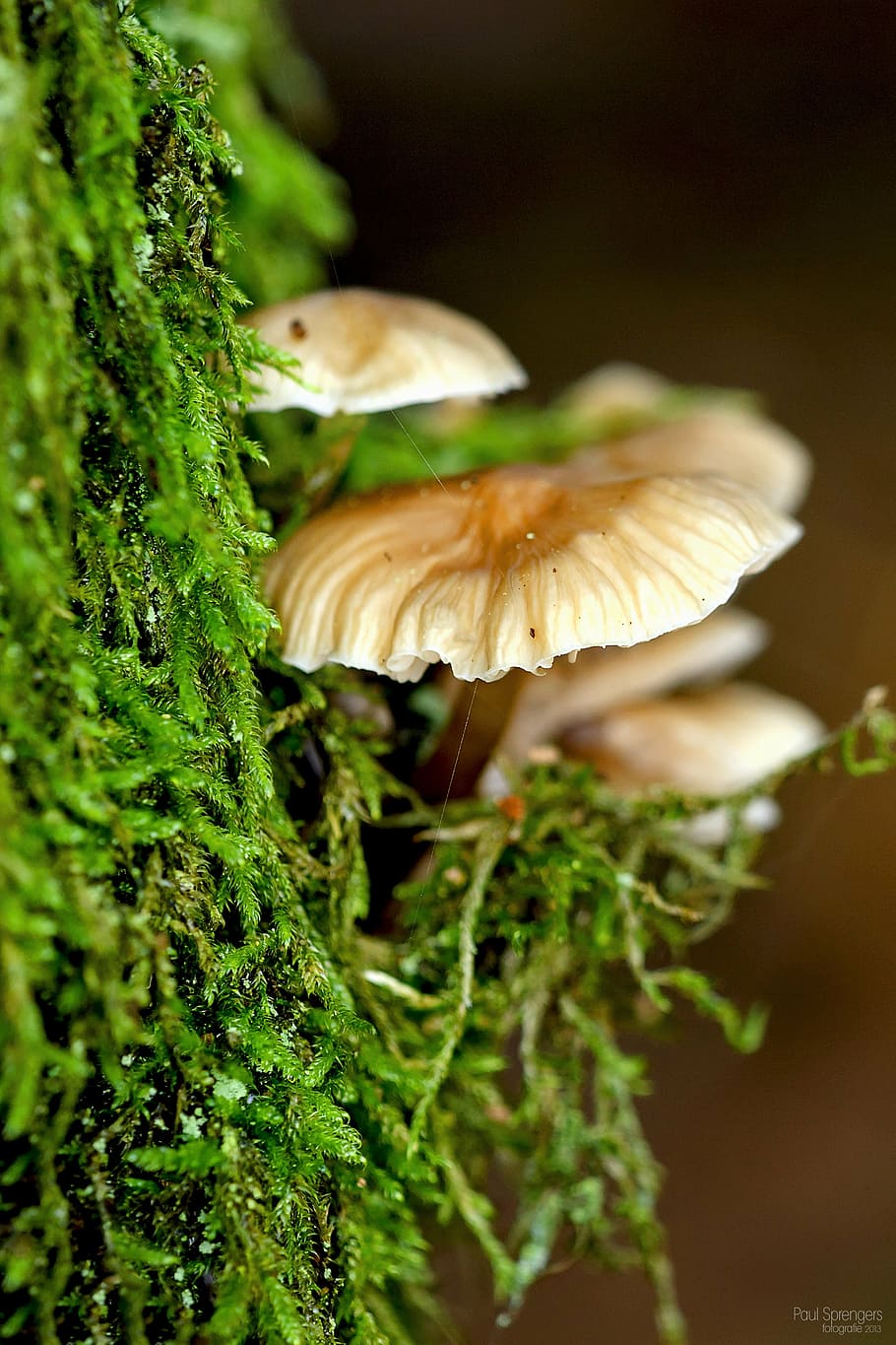 mushroom, forest, nature, autumn, pilz, vegetable, fungus, plant, HD wallpaper