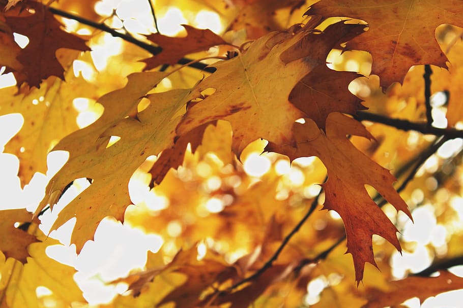 autumn-leaves-wallpaper - Vinapot - Thương hiệu chậu cây composite, xi măng  fiber, chậu tự tưới cao cấp