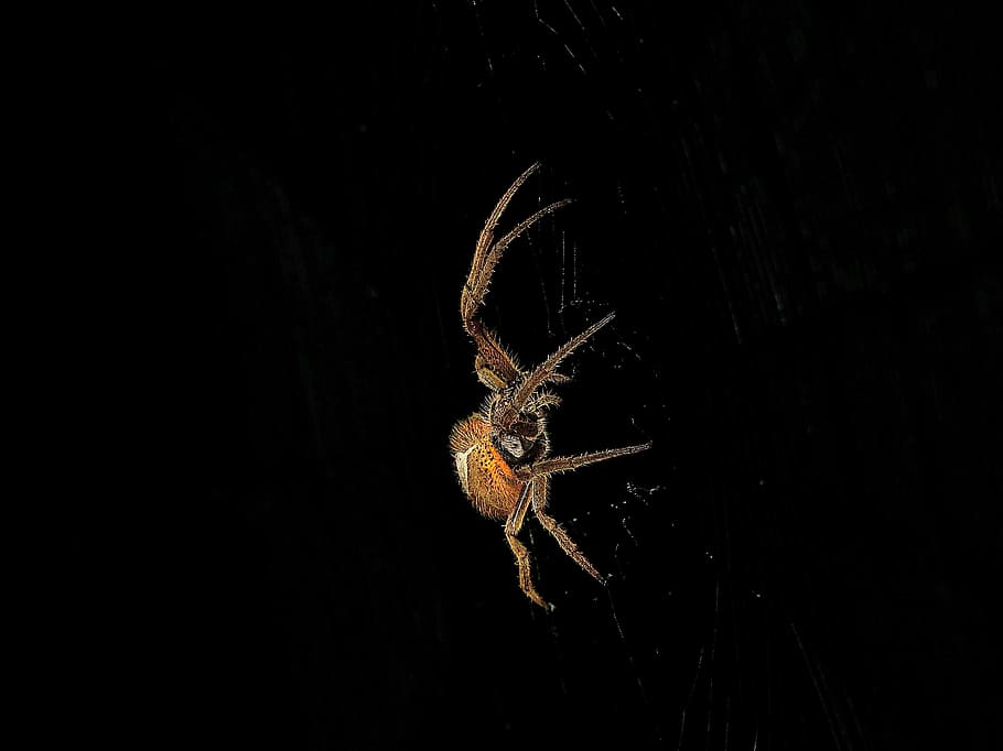 image, spider, weaver, macro, colombia, arthropod, insect, invertebrate HD wallpaper