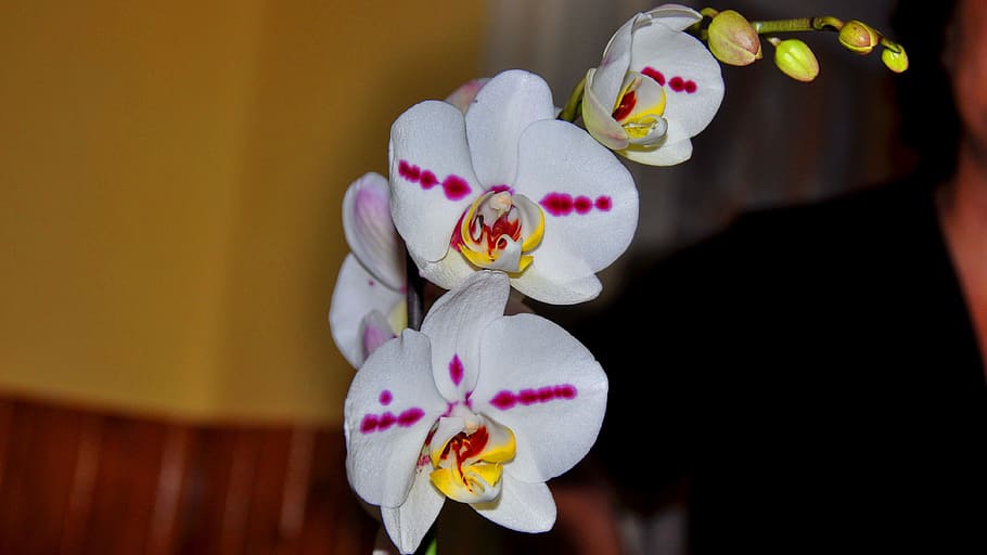 orchid, flower, white, flowering plant, fragility, freshness HD wallpaper