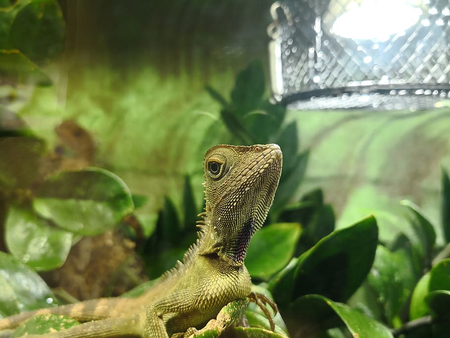 lizard, reptile, nature, tree, animal, animal wildlife, one animal HD wallpaper