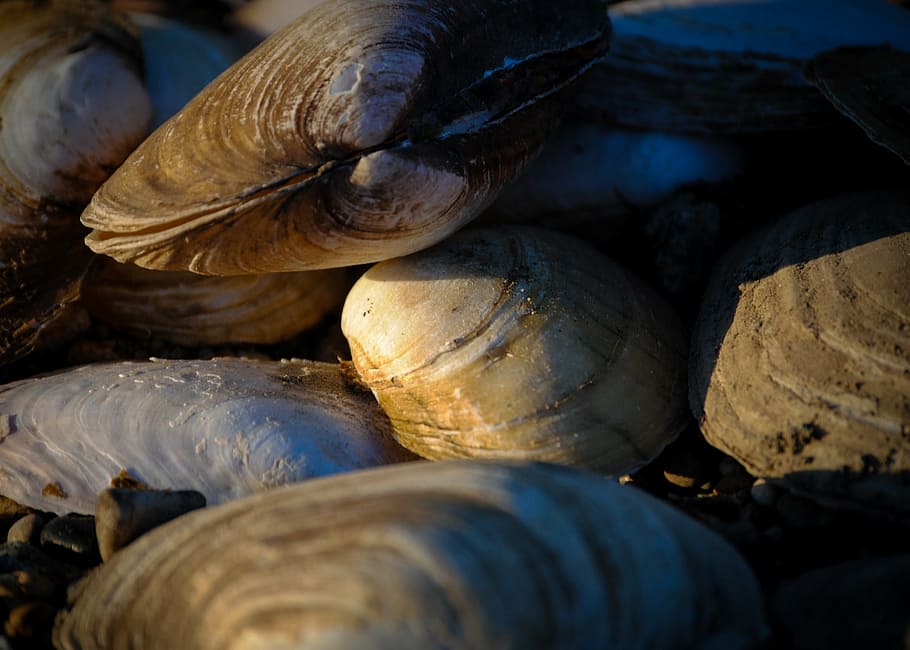 mussels, shells, river, shellfish, food, marine, nature, meal HD wallpaper