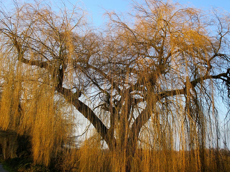 Weeping Willow, Pasture, Tree, Aesthetic, branches, rods, birch greenhouse, HD wallpaper