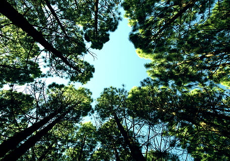 low angle photo of green trees, up, sky, looking up, optimistic HD wallpaper