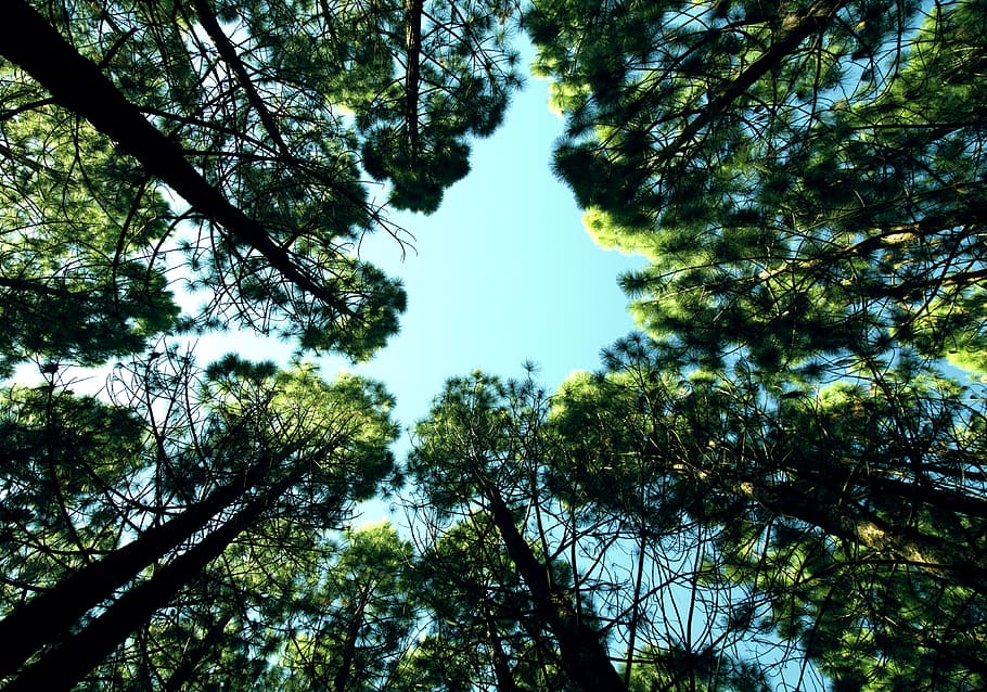 low angle photo of green trees, up, sky, looking up, optimistic HD wallpaper