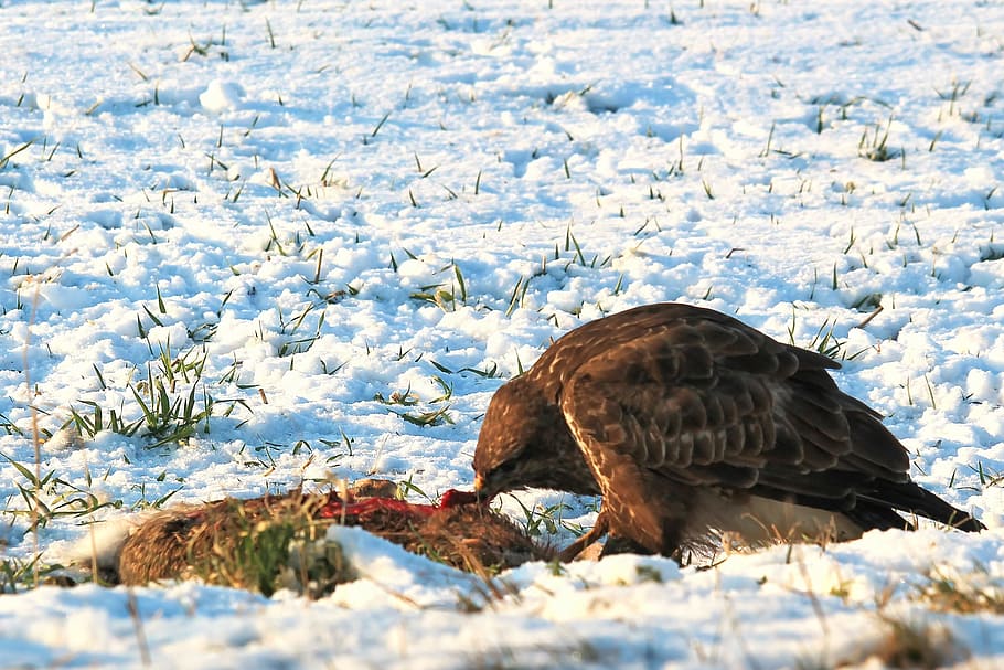 Buzzard, Bird, Eat, Raptor, Animal, winter, snow, cold, frosty HD wallpaper