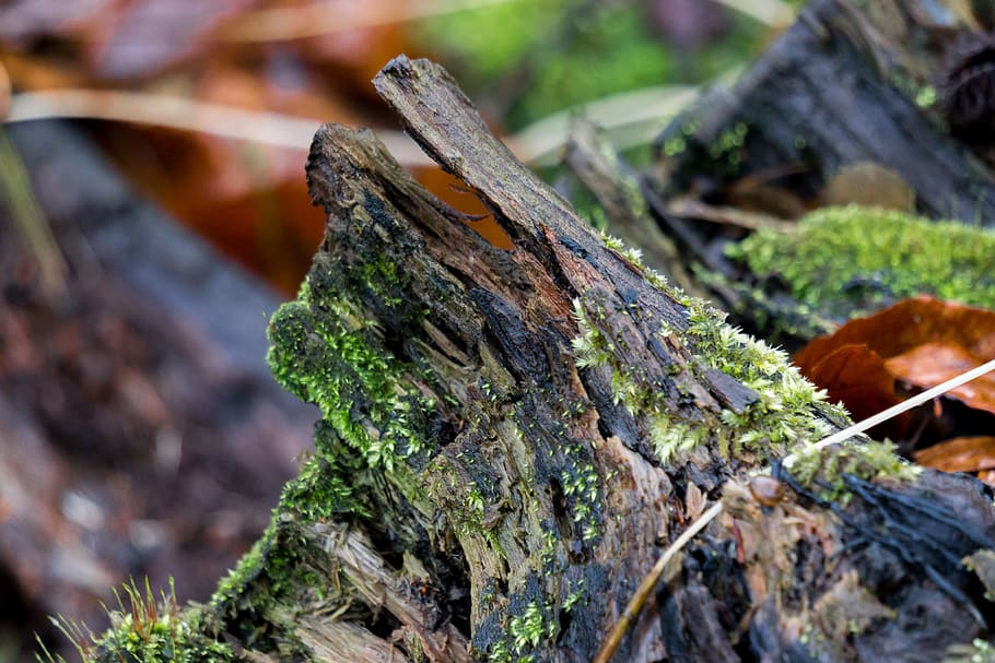 macro, tree, closeup, nature, autumn, plant, close-up, focus on foreground HD wallpaper