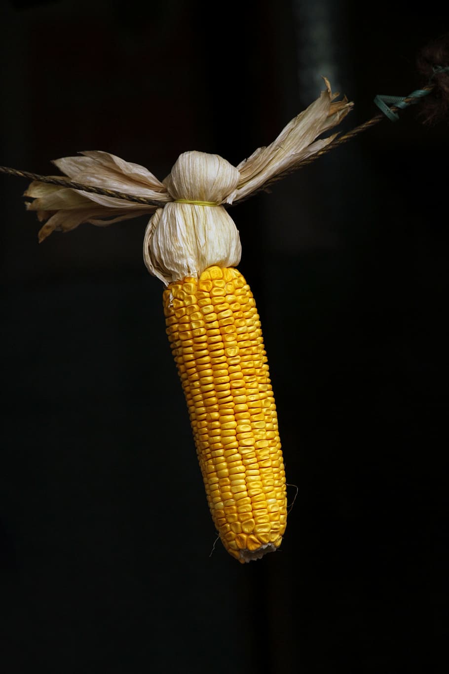 maize, grains, corn, food, yellow, seed, organic, healthy, natural HD wallpaper
