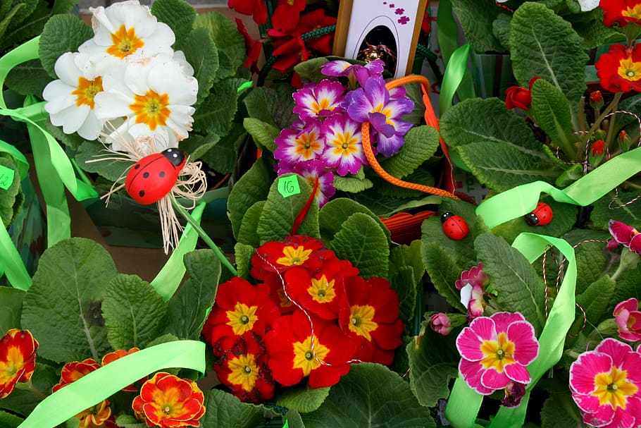 flowers, spring, red, white, violet, flowering plant, freshness HD wallpaper