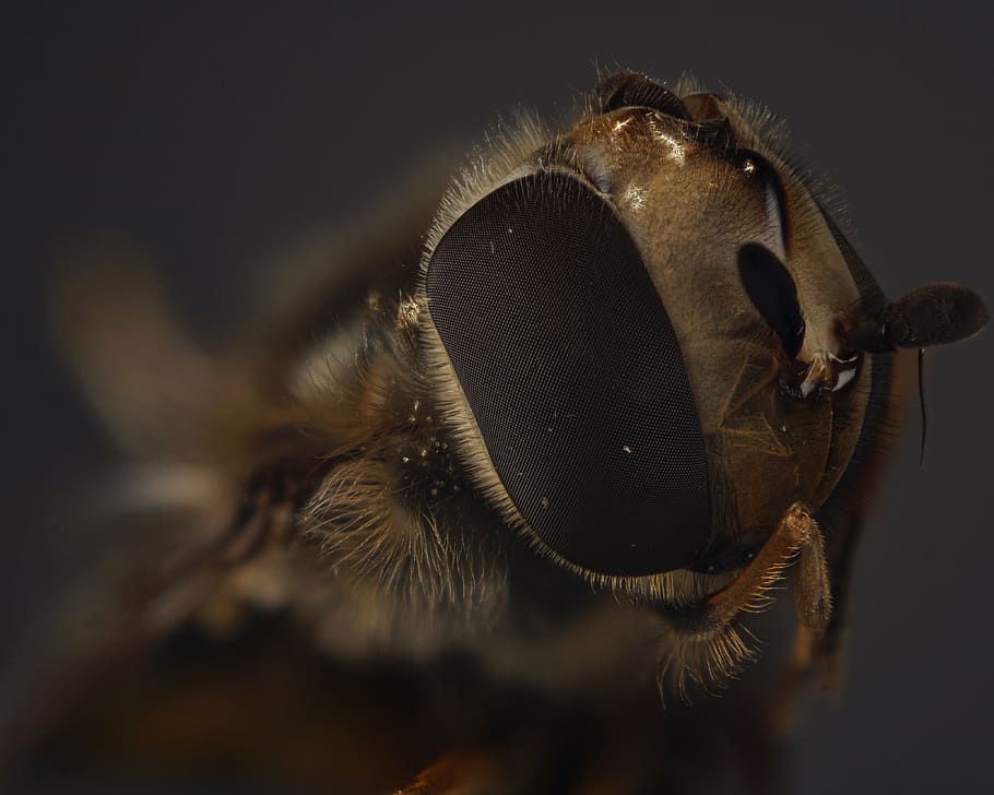 hover fly, compound, close up, insect, macro, fly eye, macro photography HD wallpaper