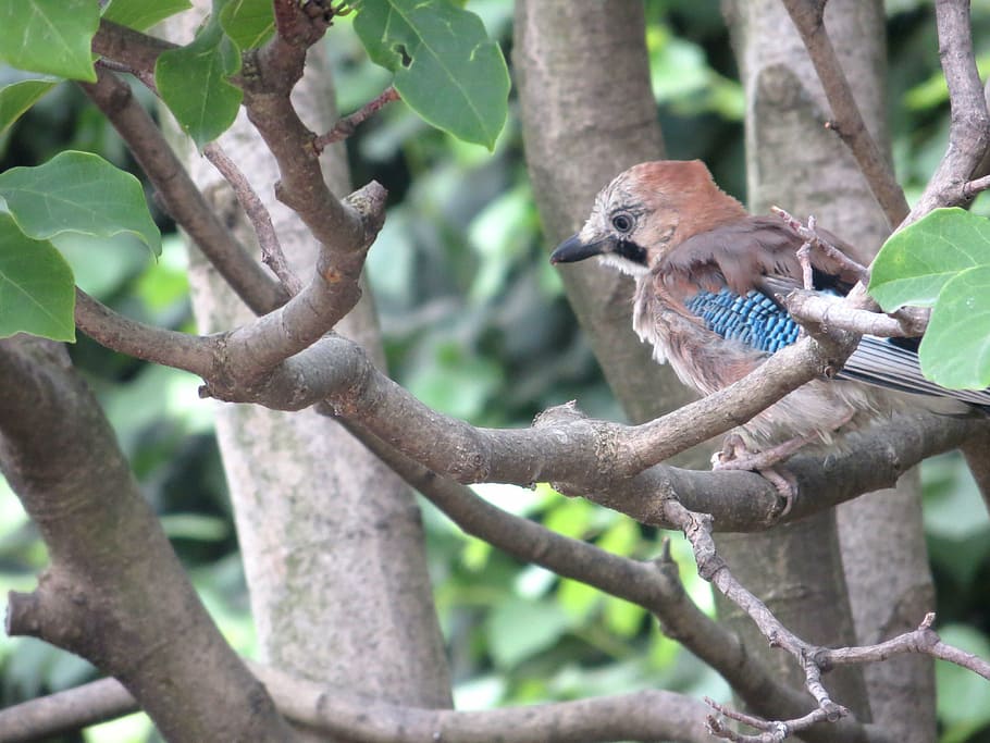 jay, oak trees, bird, petit, sparrow, animal, feathers, nature HD wallpaper