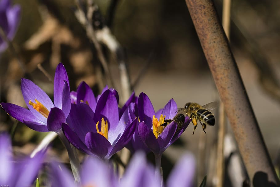 crocus, bee, insect, flowers, spring awakening, nature, plant HD wallpaper