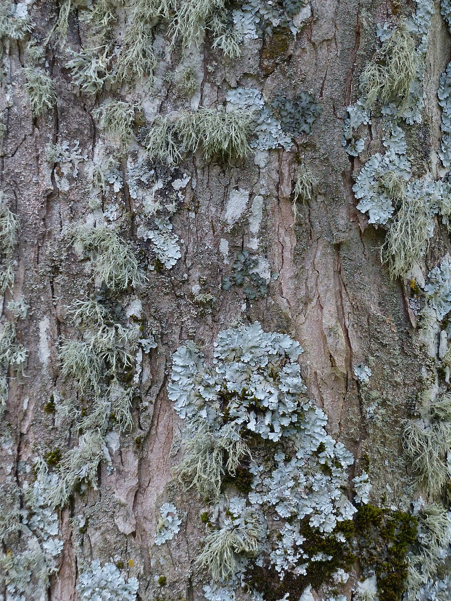 Lichen, Leaf, Braid, leaf braid, blue grey, parmelia sulcata, HD wallpaper