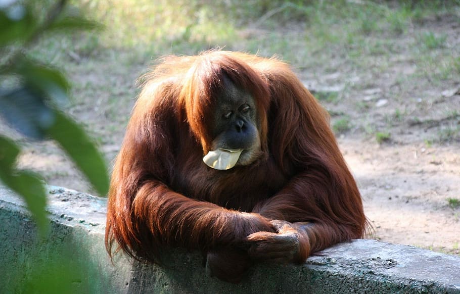 Ape, Down, Monkey, Orangutan, sitting, zoo, one animal, animal themes HD wallpaper