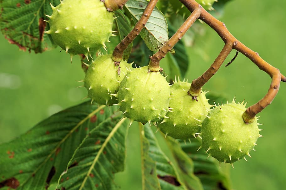 selective focus photography of round green spike fruit, chestnut, HD wallpaper